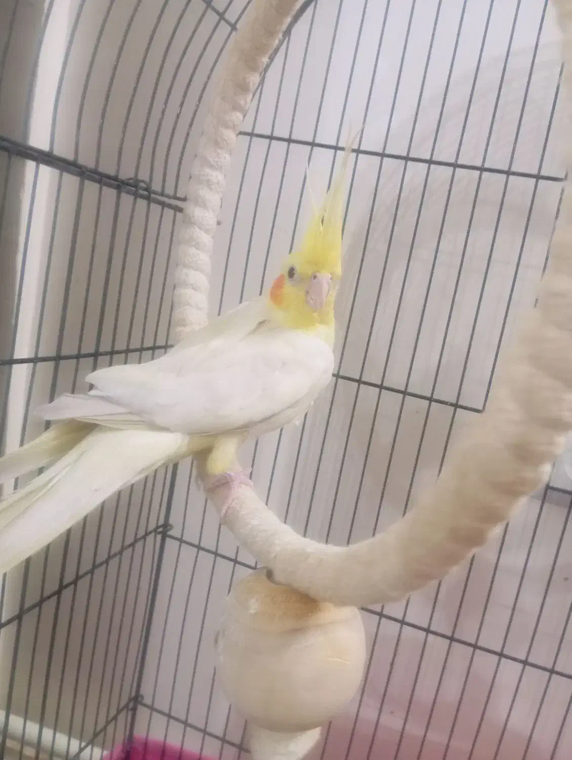 جفت عروس هلندی لوتینو|پرنده|شال, |دیوار