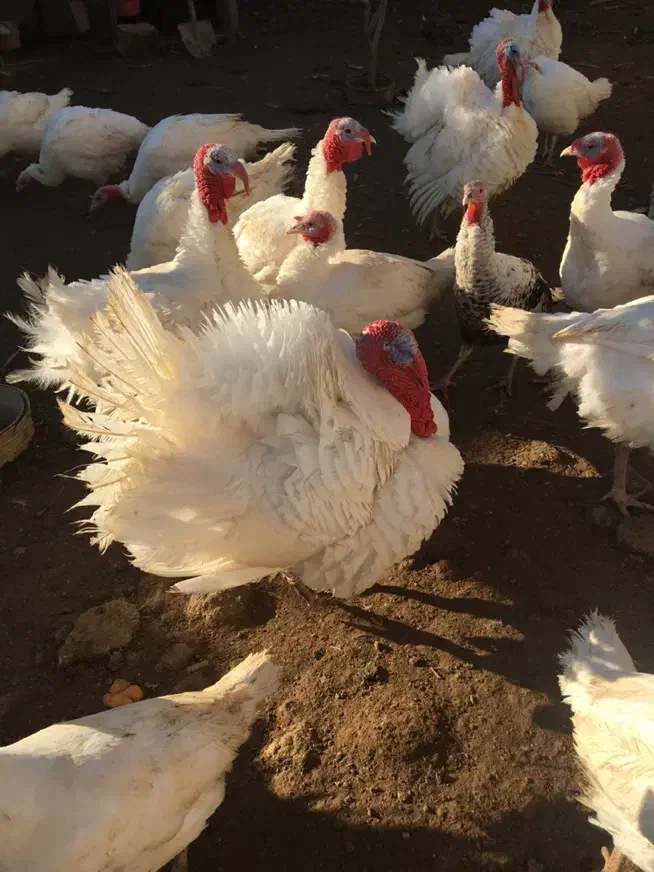 بوقلمون|حیوانات مزرعه|پاکدشت, پاکدشت (مامازند)|دیوار