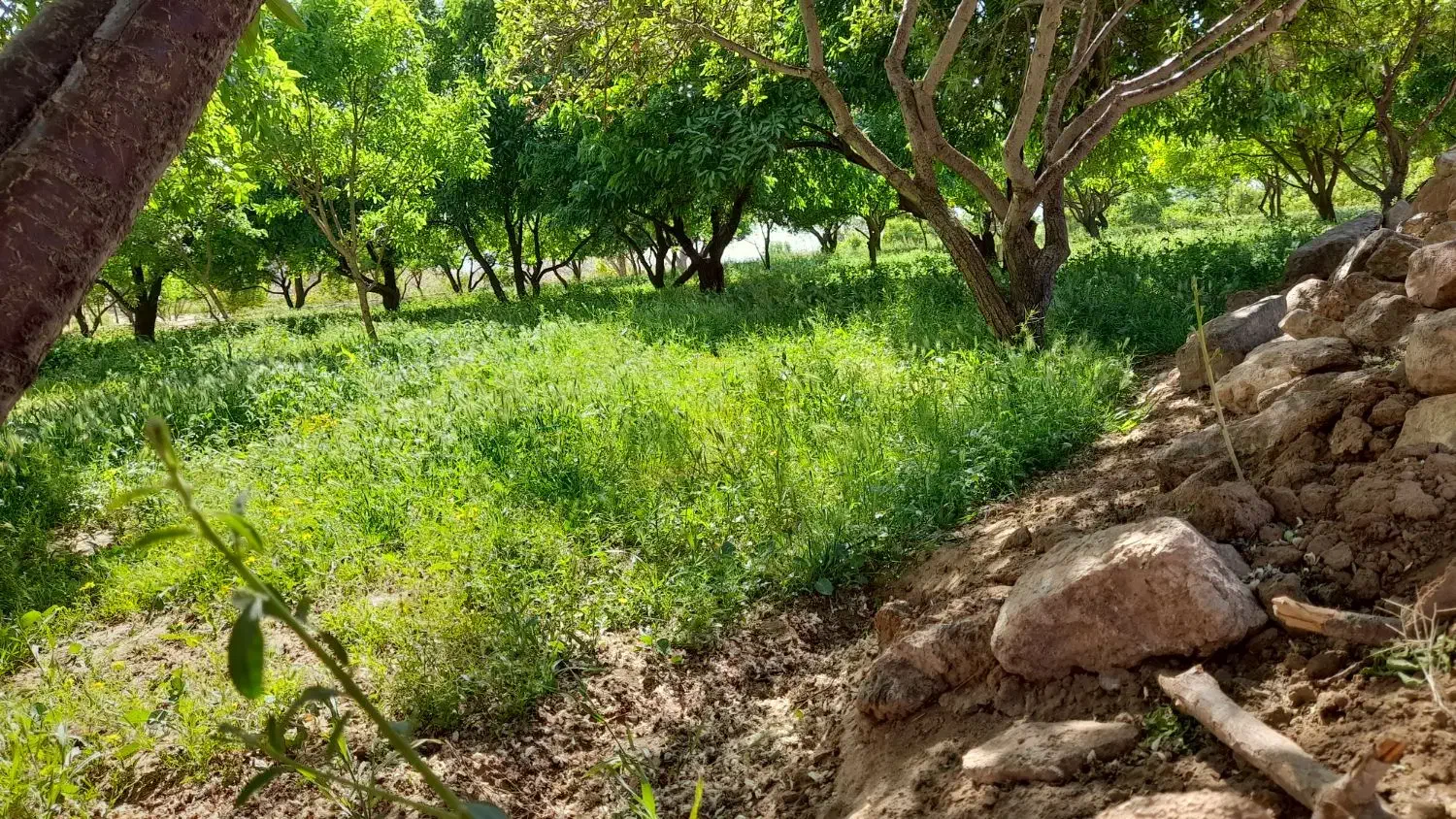 مزرعه|فروش زمین و ملک کلنگی|اردکان, |دیوار