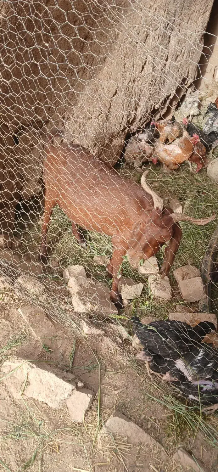 ۳عددبزپاکستانی|حیوانات مزرعه|اسفرورین, |دیوار