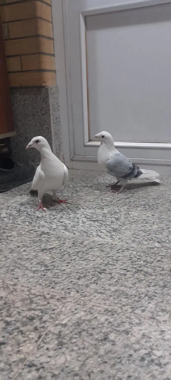 کبوترپلاکی|پرنده|فلاورجان, |دیوار