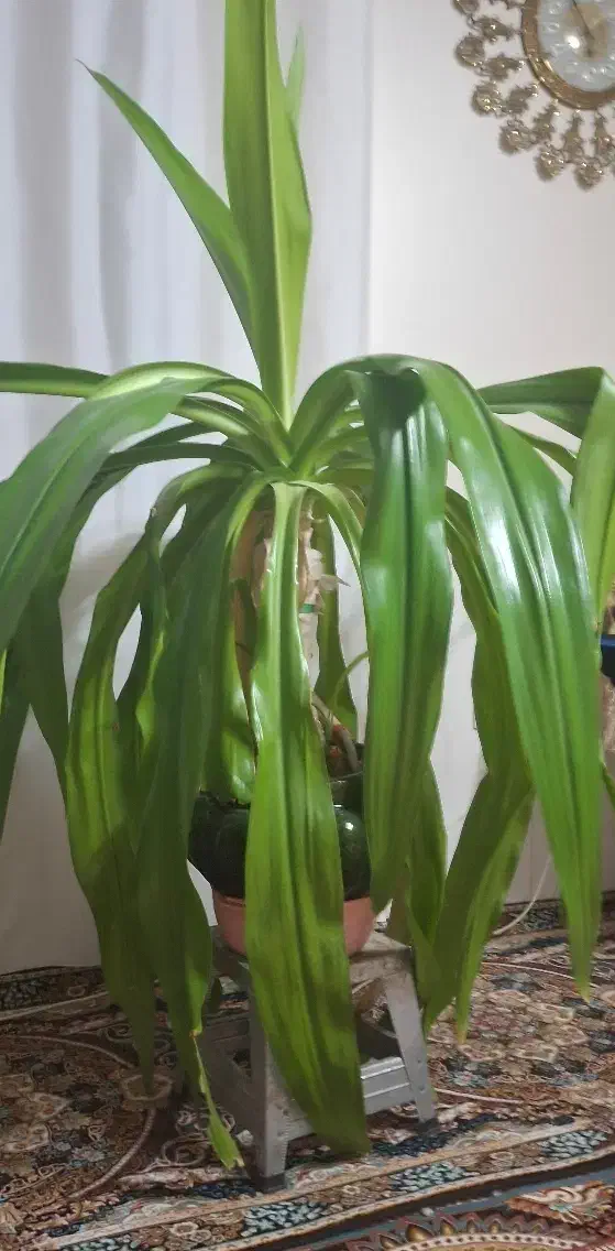 فروش گل اشک ملکه خیلی قشنگ و با نشاط|گل و گیاه طبیعی|بروجرد, |دیوار