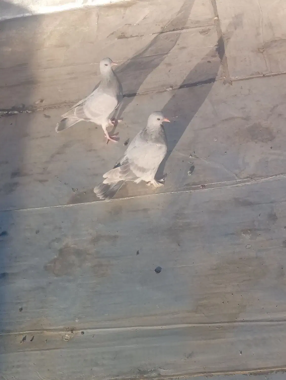 یک جفت جوجه سبز ویک جفت کبوترصده ای|پرنده|شهرضا, |دیوار