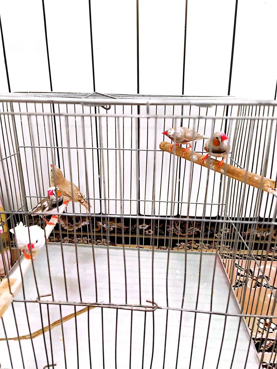 فنچ نر|پرنده|سبزوار, قصبه شرقی|دیوار