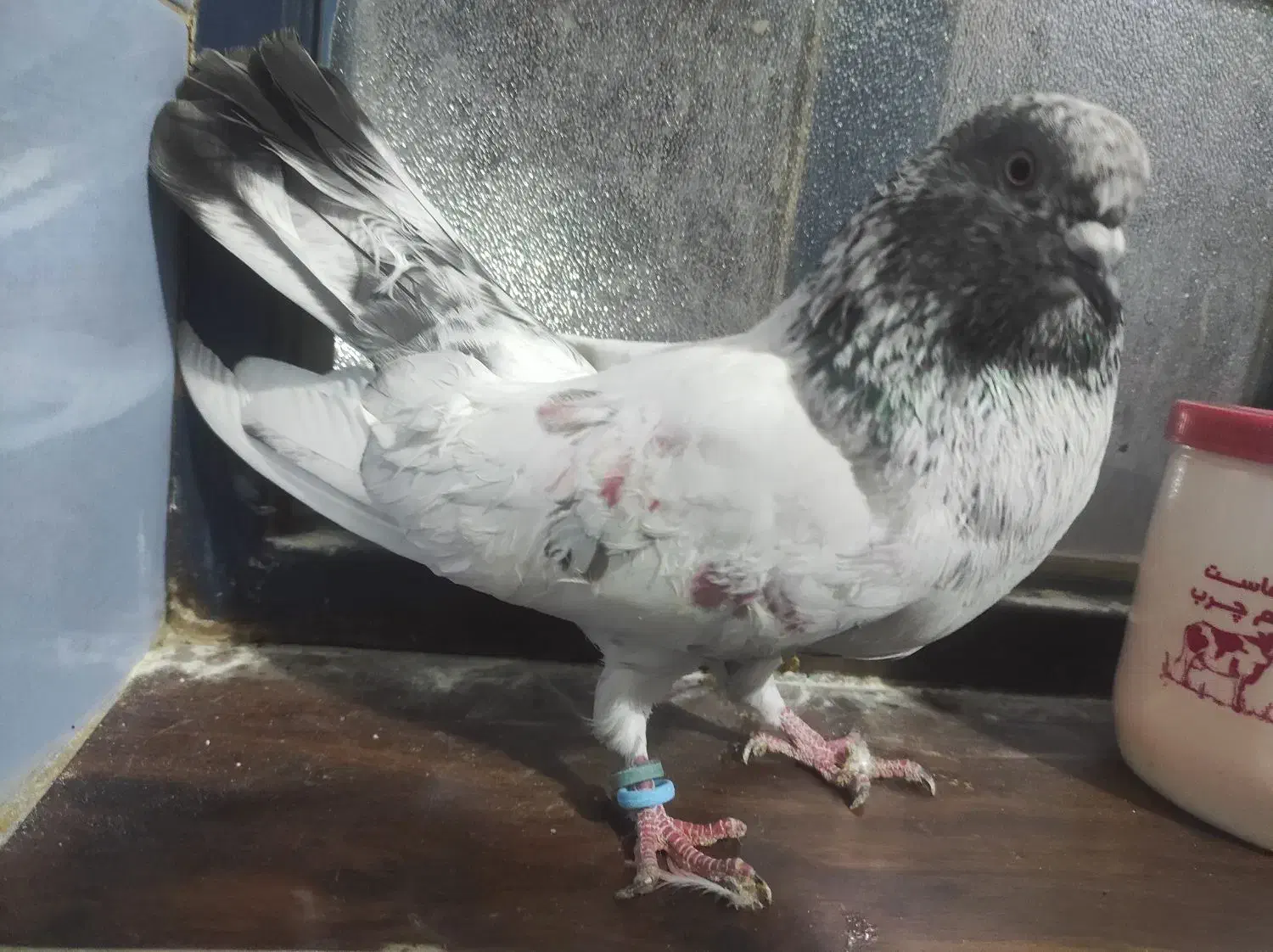 نر شیخ بلند و کشیده|پرنده|بندر امام خمینی, |دیوار