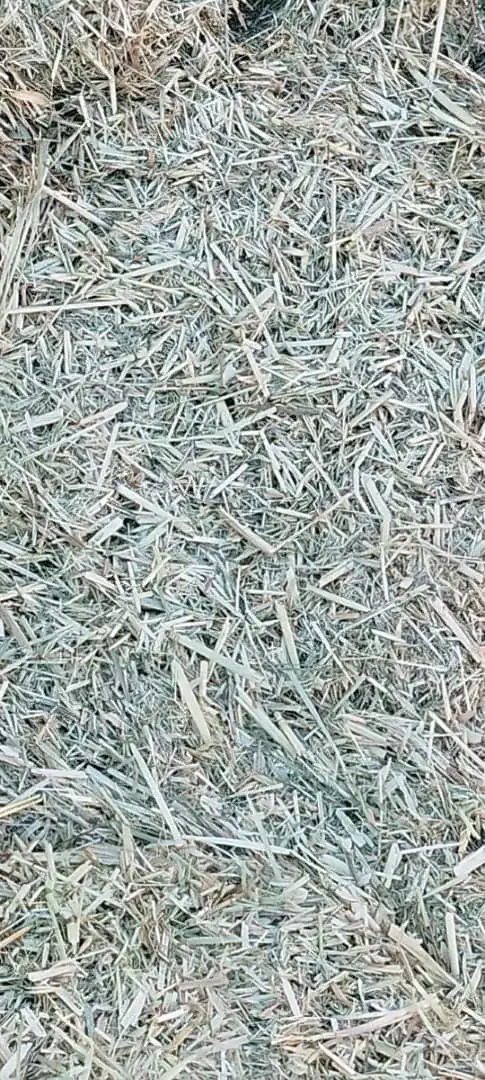 یونجه و کاه گندم|خدمات باغبانی و درختکاری|مرودشت, محمد آباد|دیوار