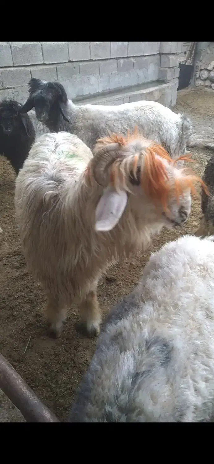 کوه شاخی|حیوانات مزرعه|باغ ملک, |دیوار