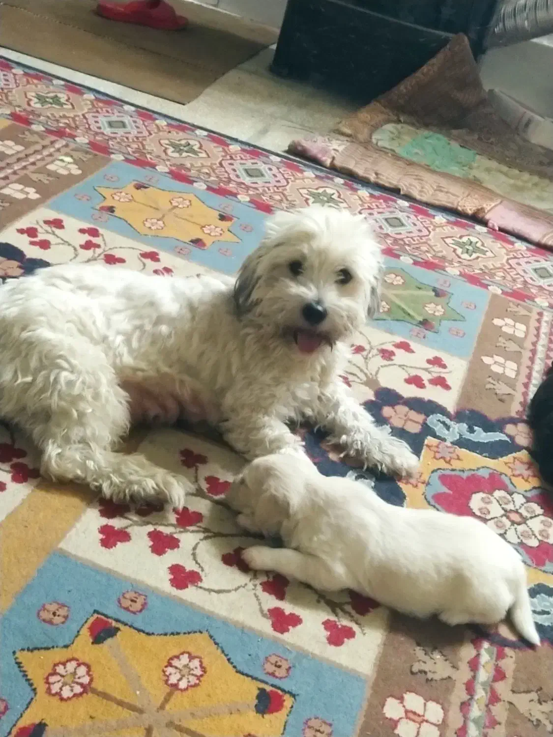 سگ شیتزو تریر نر ماده|سگ|کاشان, میدان کهنه|دیوار