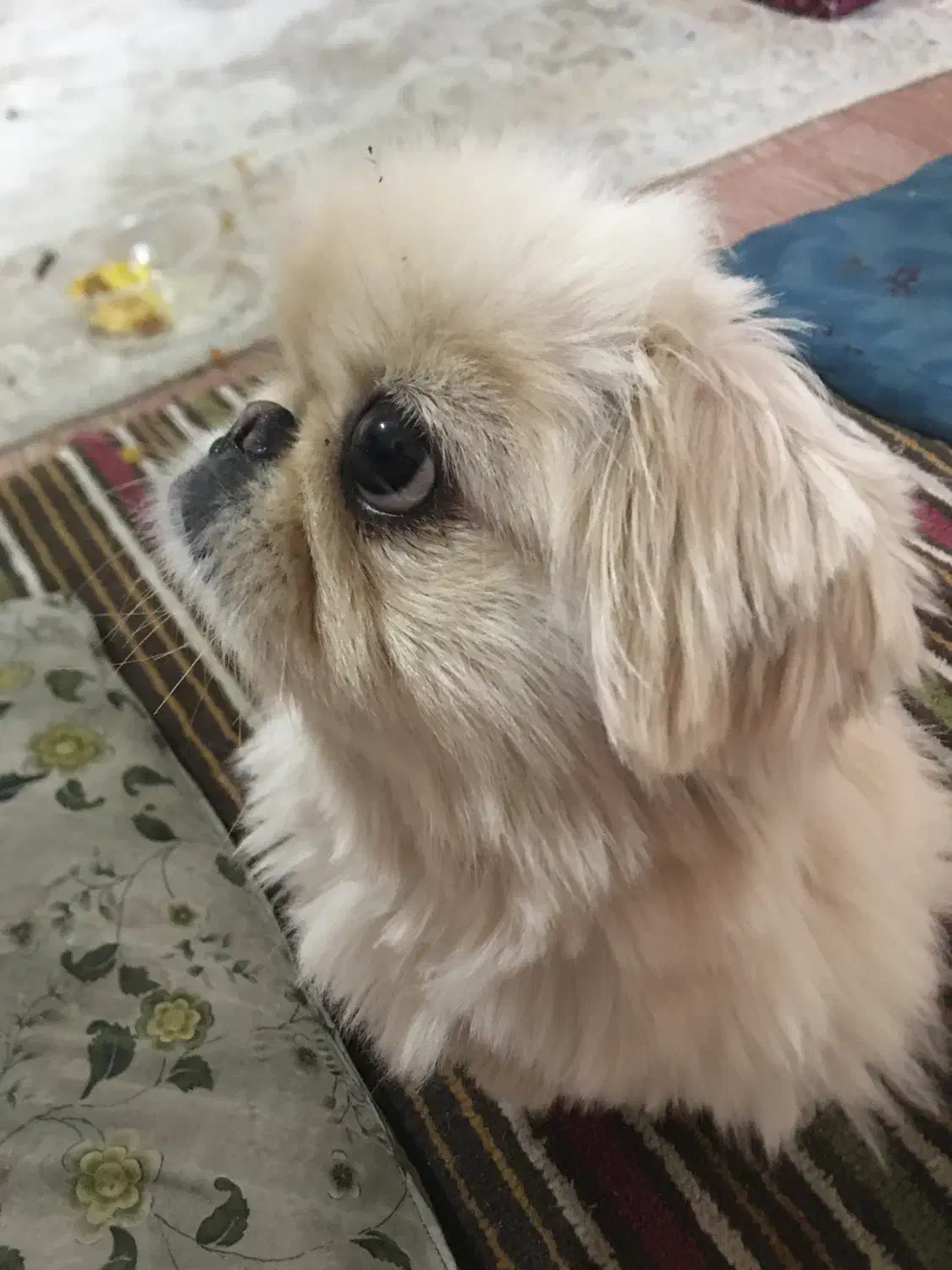 پکینیز ماده|سگ|مشگین شهر, |دیوار