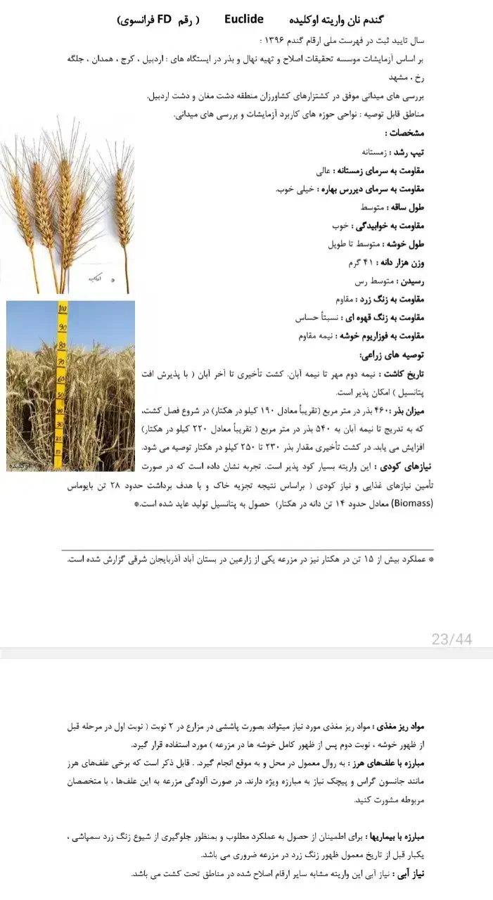 فروش بذرگندم اکلید از بذر مادریی گرفته اماده کاشت|عمدهفروشی|خزل, |دیوار