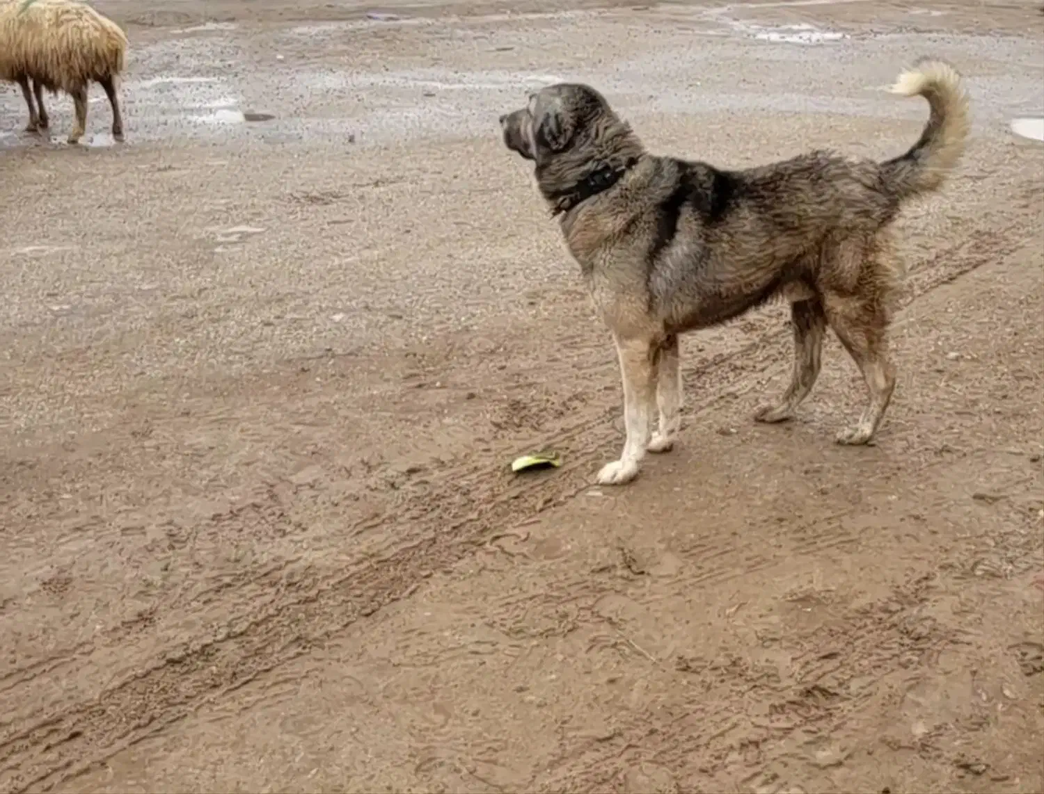 سگ سرابی|سگ|قوچان, |دیوار