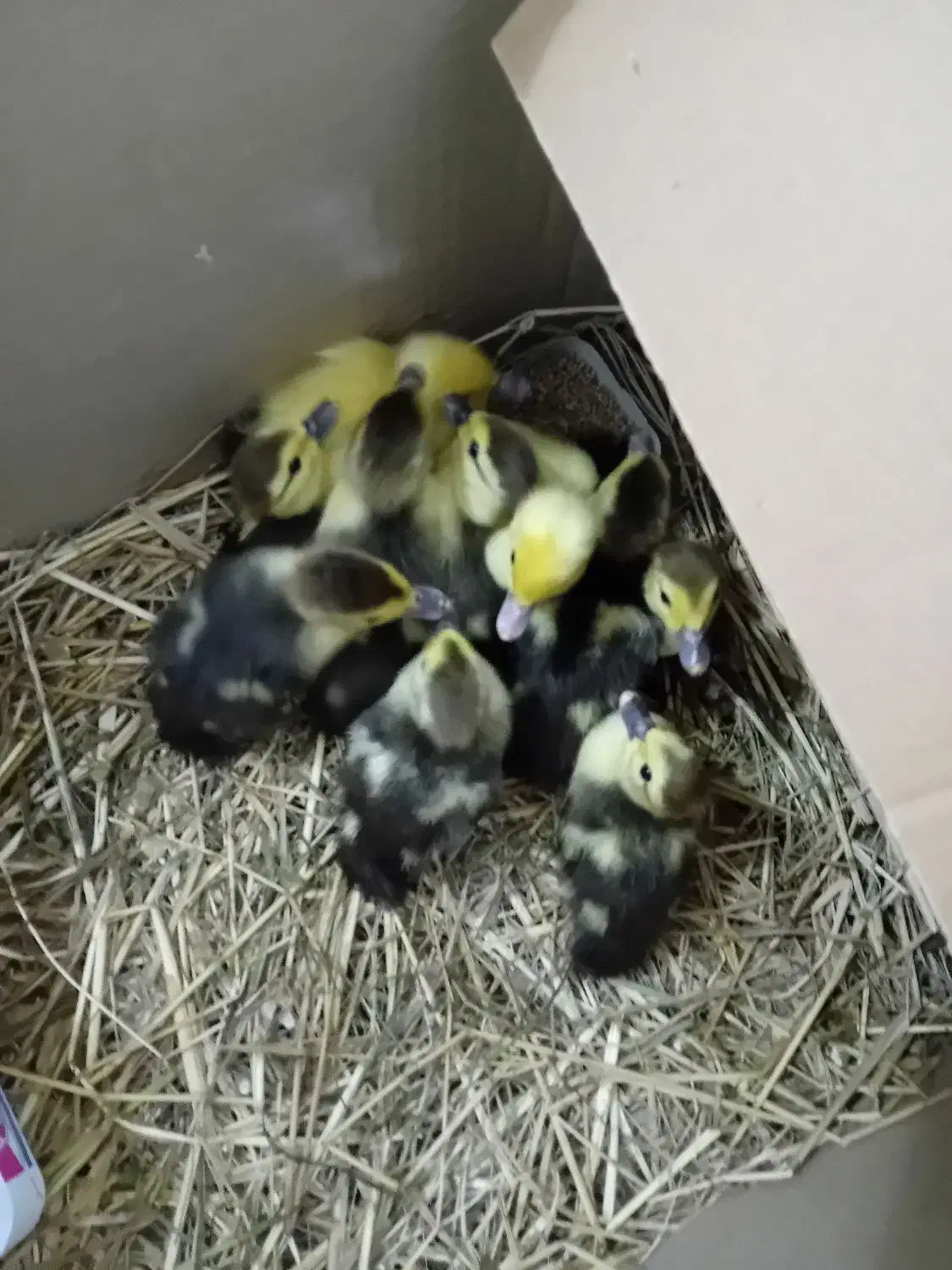 بچه اردک اسرائیلی|حیوانات مزرعه|لولمان, |دیوار