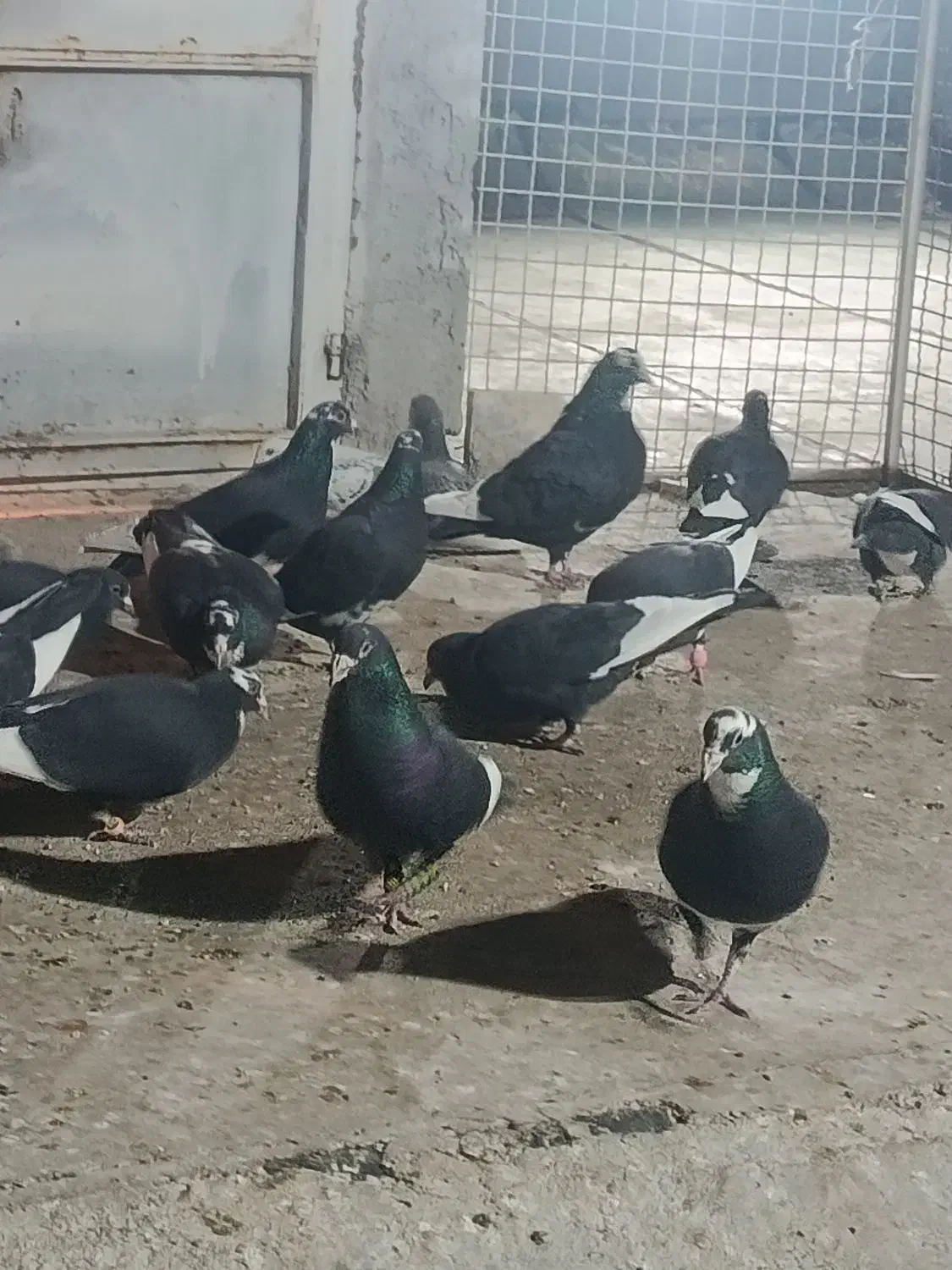 دسته پلنگ همه خاص و عاص|پرنده|کرمان, |دیوار