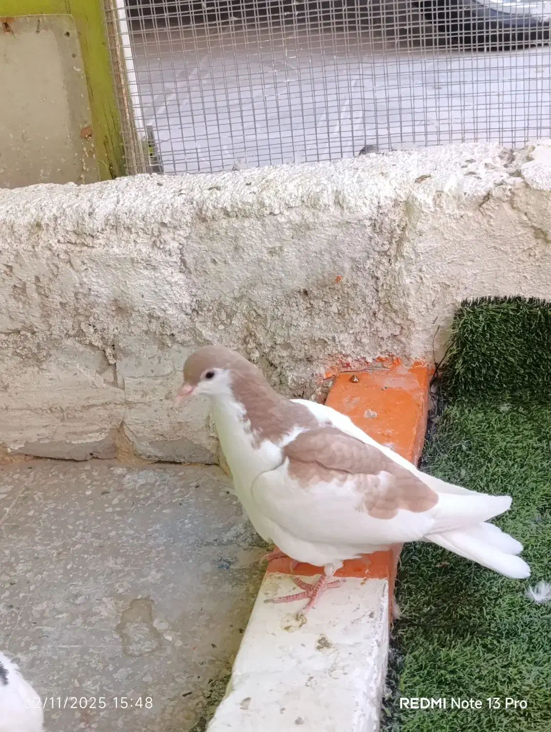 تابلو فرش کفتر|تابلو فرش|بیرجند, |دیوار