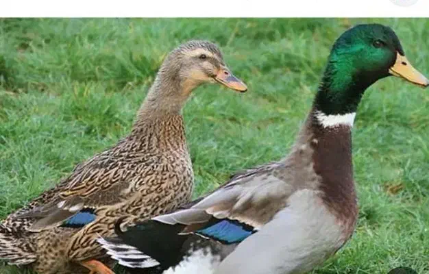 فروش اردک محلی|حیوانات مزرعه|اسالم, |دیوار