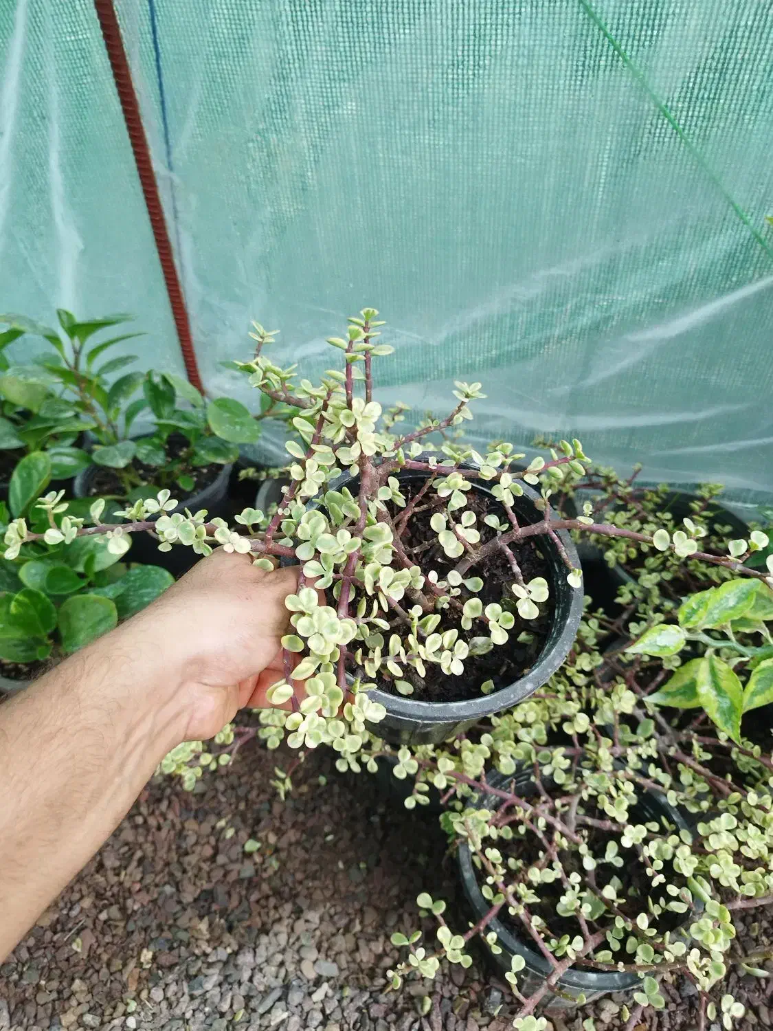 کراسولا خرفه ابلق|گل و گیاه طبیعی|طاهرگوراب, |دیوار