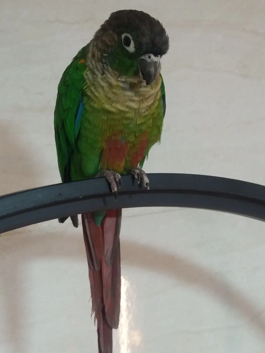 2929706295|پرنده|بوکان, |دیوار