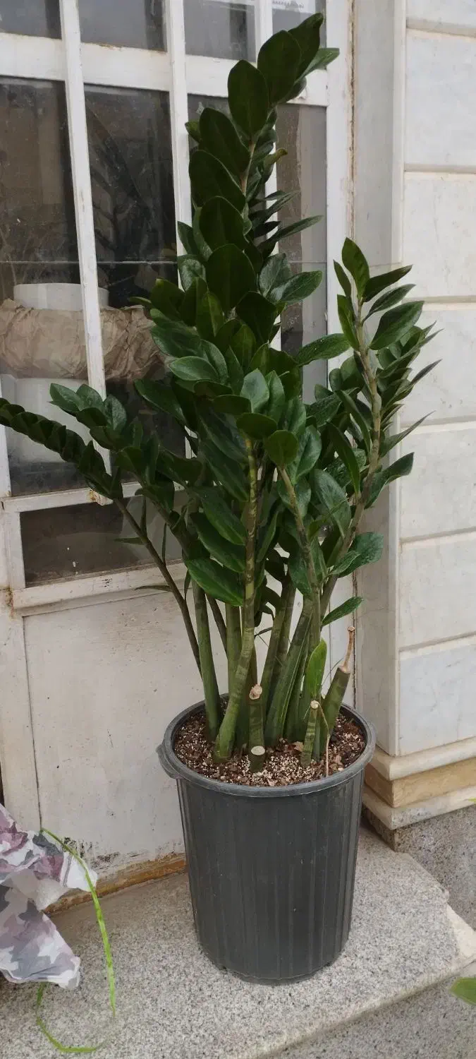 گل طبیعی|گل و گیاه طبیعی|نیشابور, گنبد سبز|دیوار