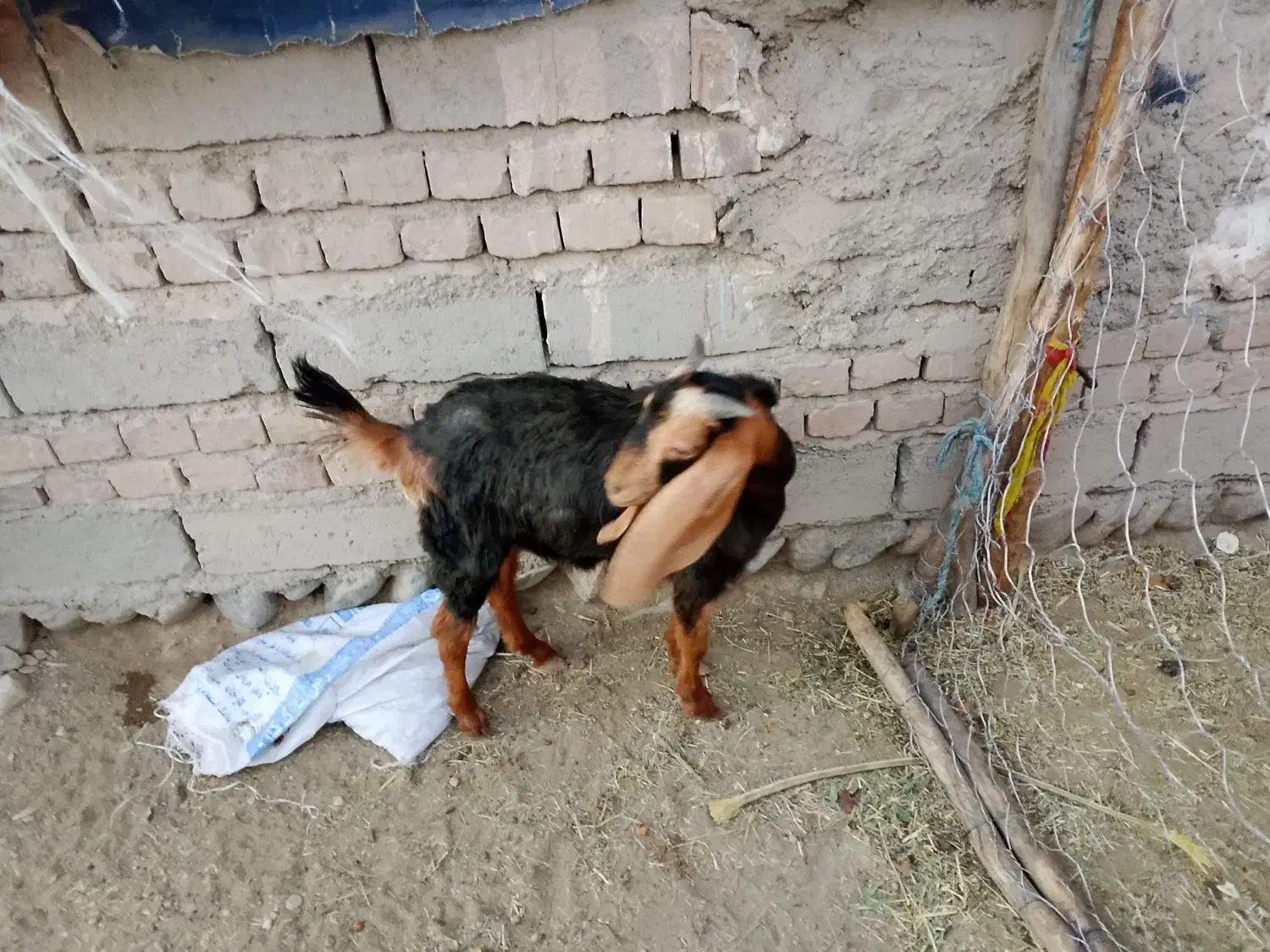 گوسفند|حیوانات مزرعه|ایرانشهر, |دیوار