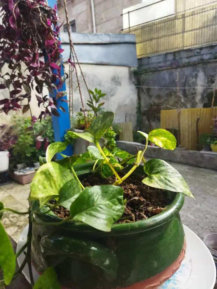 گل طبیعی|گل و گیاه طبیعی|رشت, دیانتی|دیوار