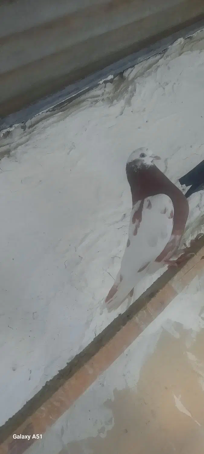 کفتر|پرنده|مشکین‌دشت, |دیوار