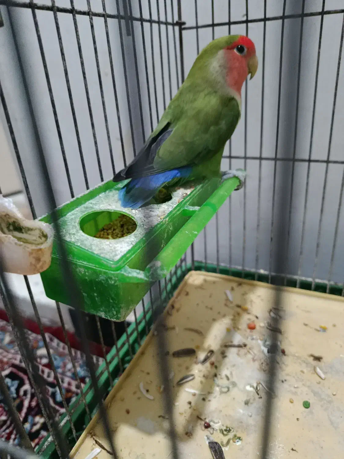 طوطی برزیلی نر|پرنده|کرمانشاه, |دیوار