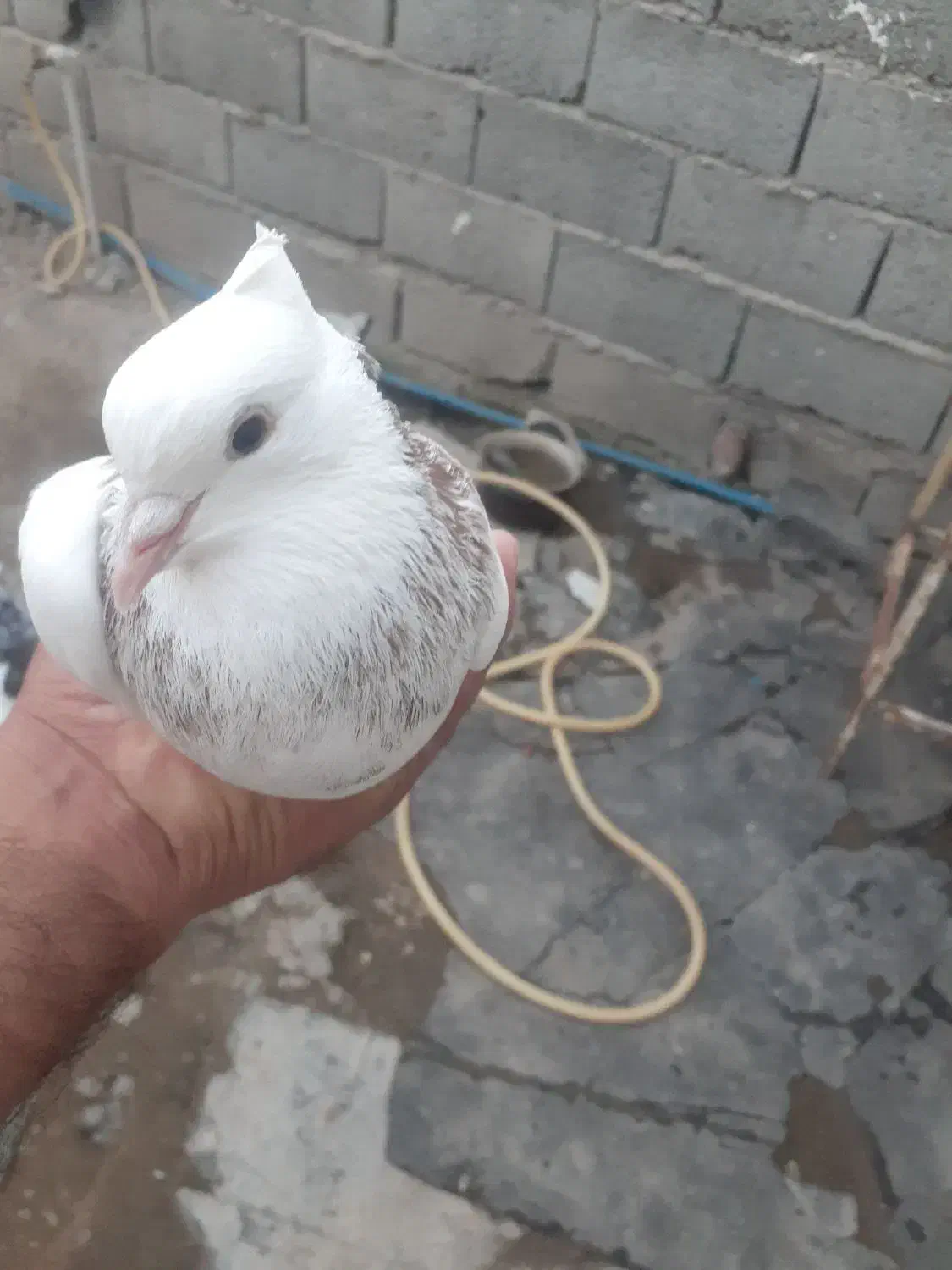 طوقی|پرنده|اردبیل, |دیوار