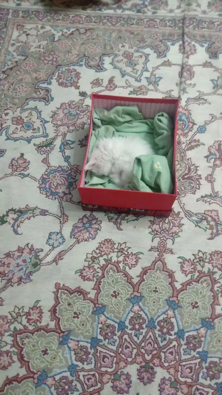 گربه پرشین سفید|گربه|کرج, کوی مدرس|دیوار