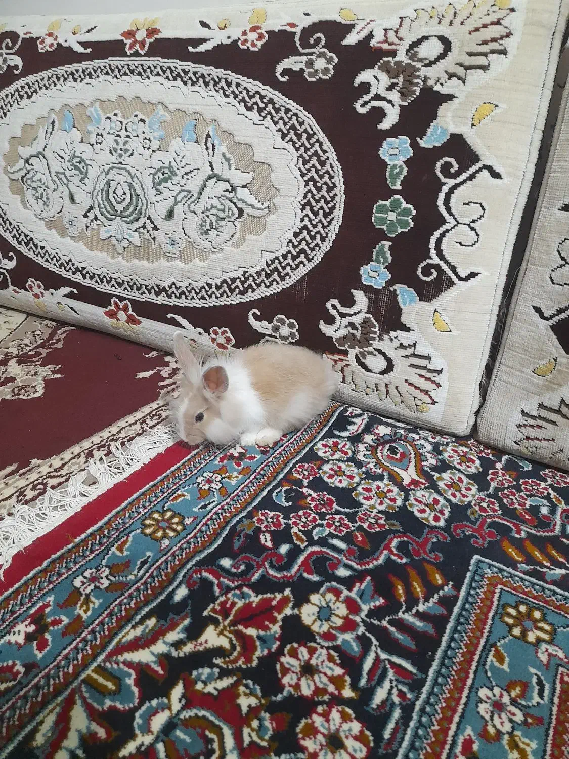 خرگوش|موش و خرگوش|سبزوار, هویزه|دیوار