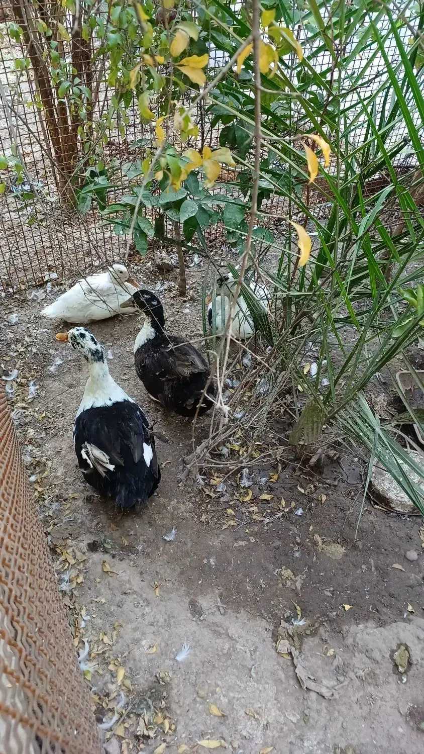 فروش اردک|حیوانات مزرعه|مسجد سلیمان, |دیوار