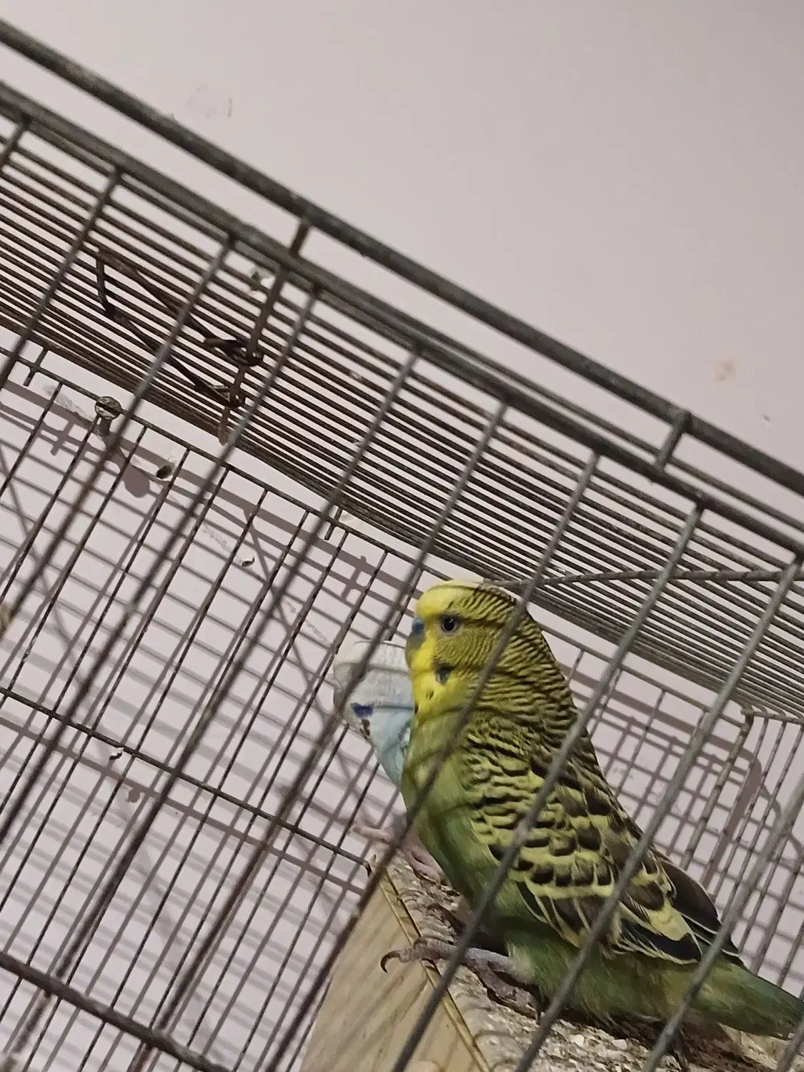 مرغ عشق بالغ با دوتا جوجه|پرنده|گرگان, |دیوار