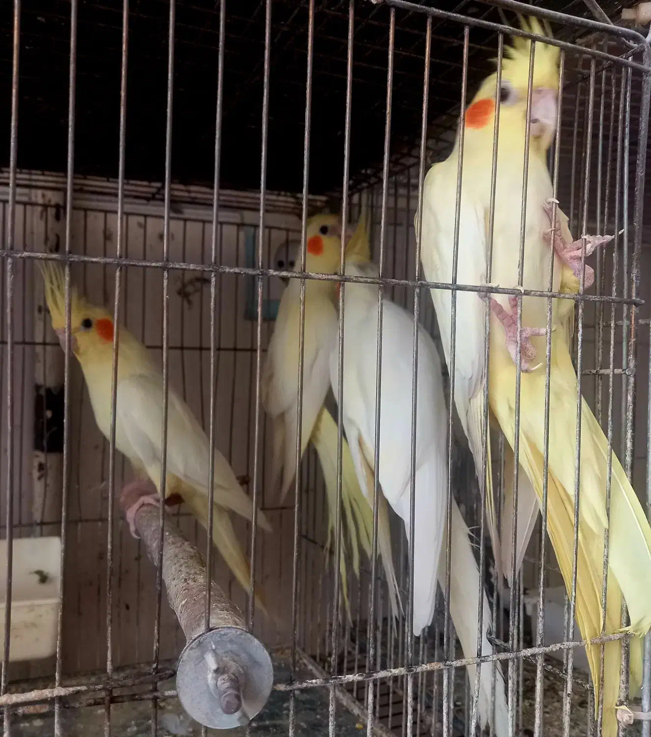 عروس هلندی|پرنده|ارومیه, |دیوار