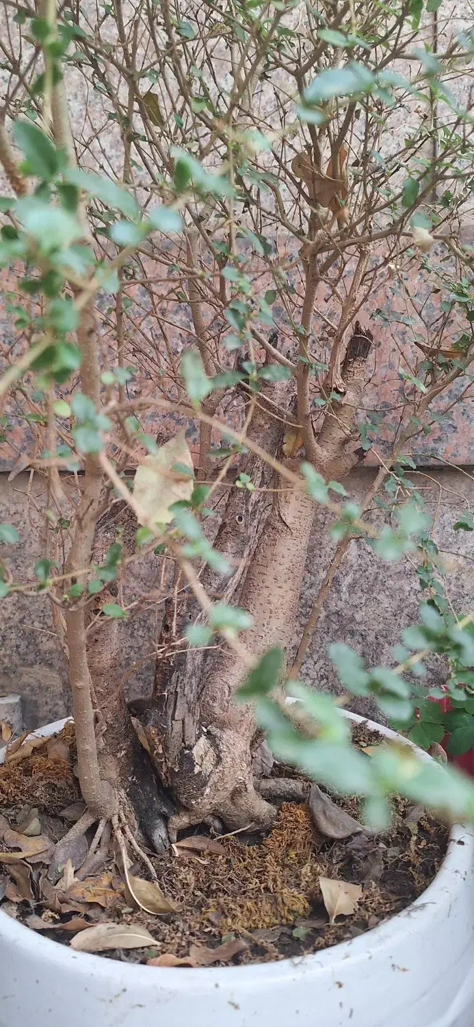 بنسای شمشاد ترون|گل و گیاه طبیعی|تهران, تهرانسر مرکزی|دیوار