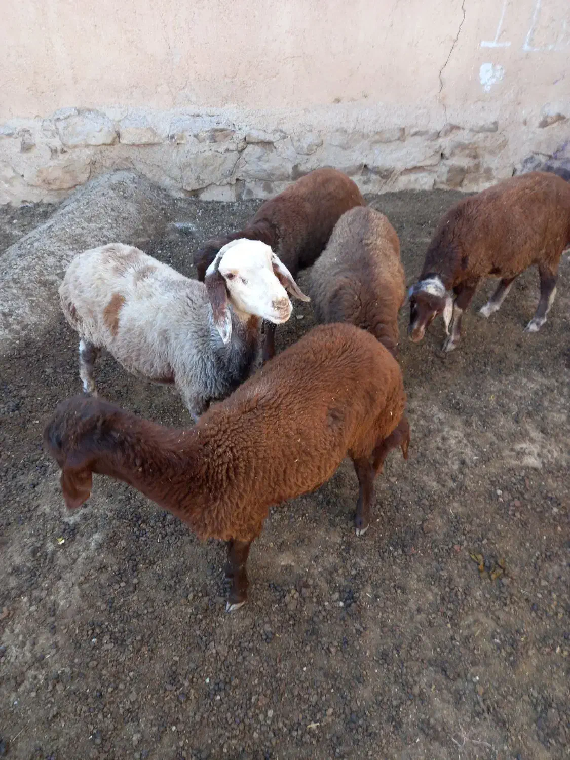 ۵عددبره ۳تاماده۲تانر|حیوانات مزرعه|بسطام, |دیوار