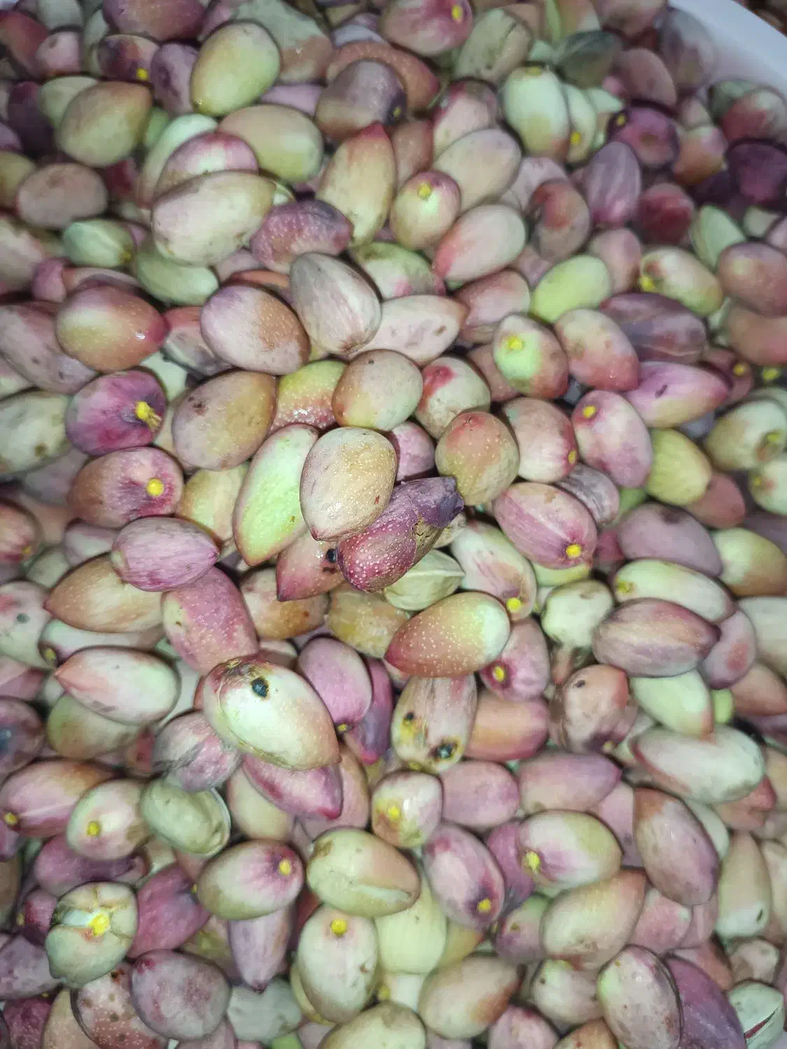 پسته اکبری خیس تازه امسالی ارسال به سراسر ایران|حراج|اصفهان, ابر|دیوار