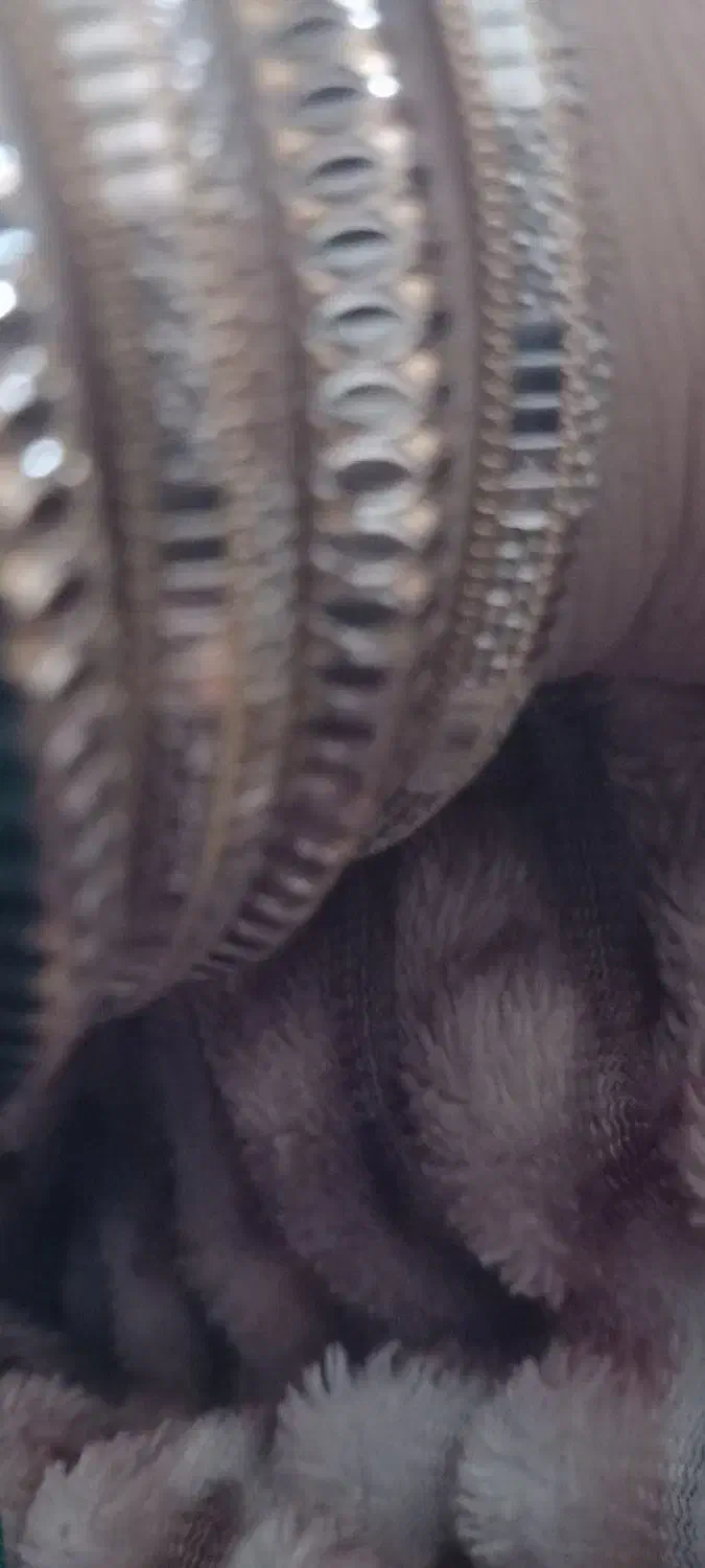 مقداری طلا|جواهرات|مرند, |دیوار