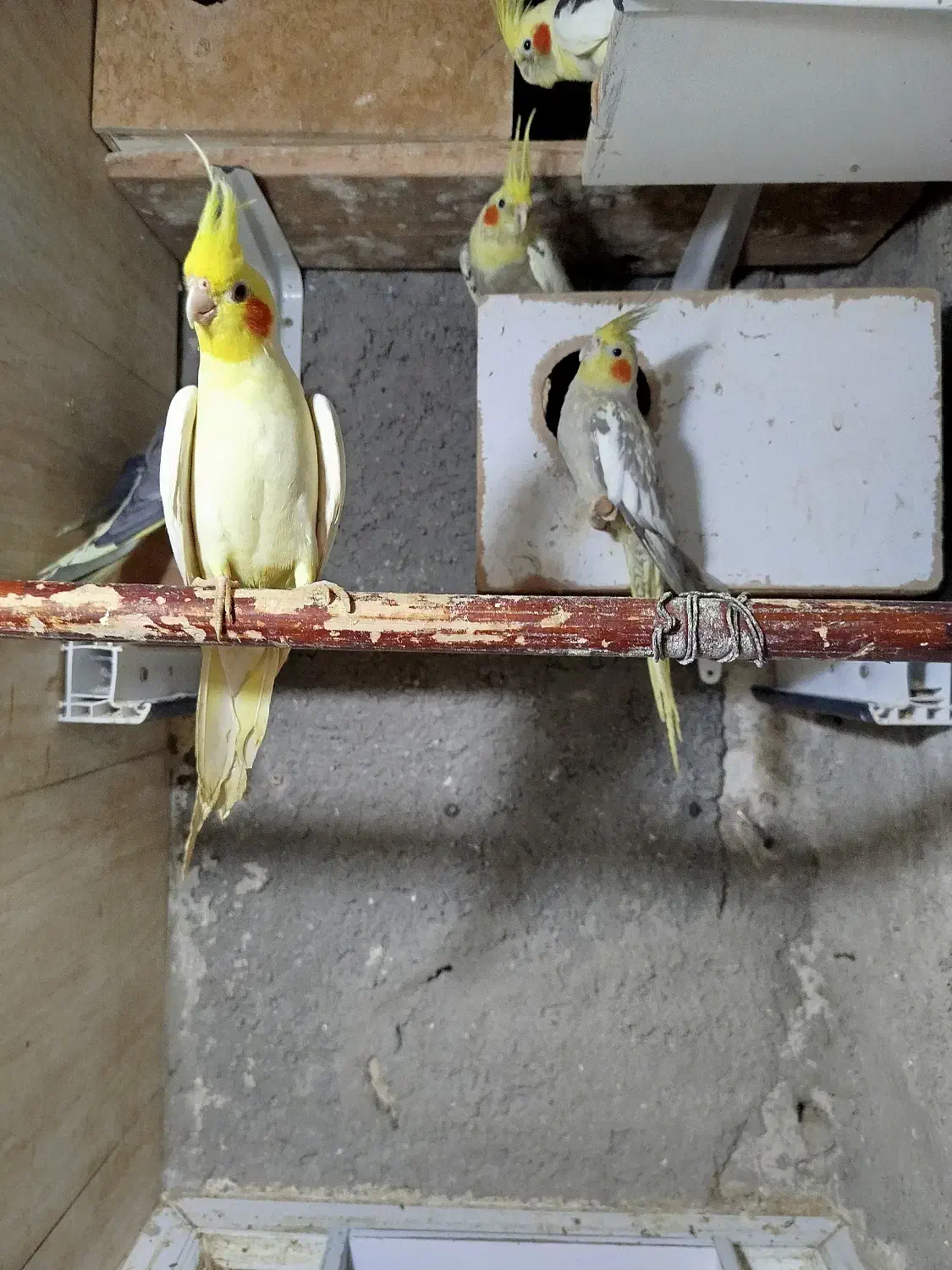 عروس هلندی|پرنده|ماهدشت, |دیوار