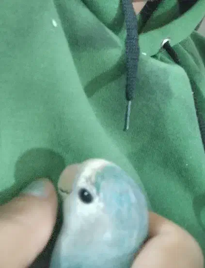 عروس قفس جفت کوتوله برزیلی رنگ آبی دستی|پرنده|مشهد, رستگار|دیوار