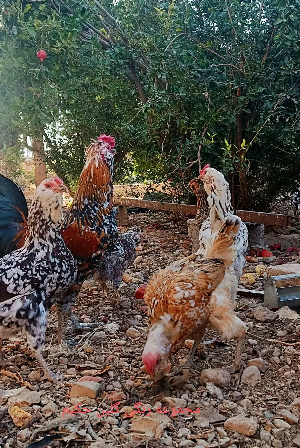 مرغ خروس جوجه گلین|حیوانات مزرعه|شیراز, گویم|دیوار