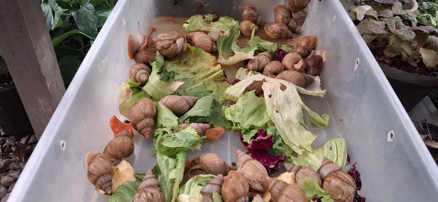 حلزون مخصوص پوست صورت|خزنده|قم, زنبیل آباد|دیوار