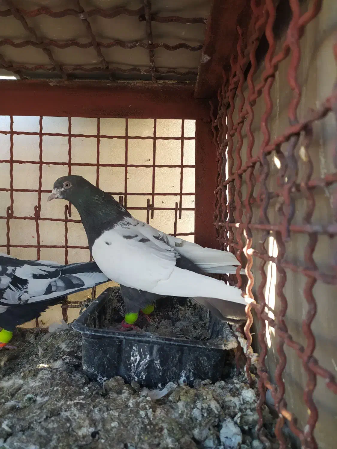 کفتر رنگه|پرنده|مشهد, گوهرشاد|دیوار