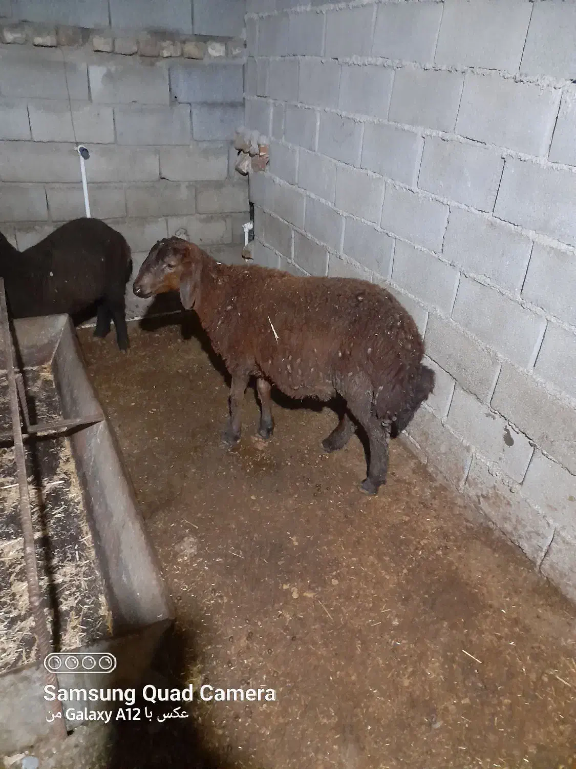 ی عدد نر بره|حیوانات مزرعه|دلند, |دیوار