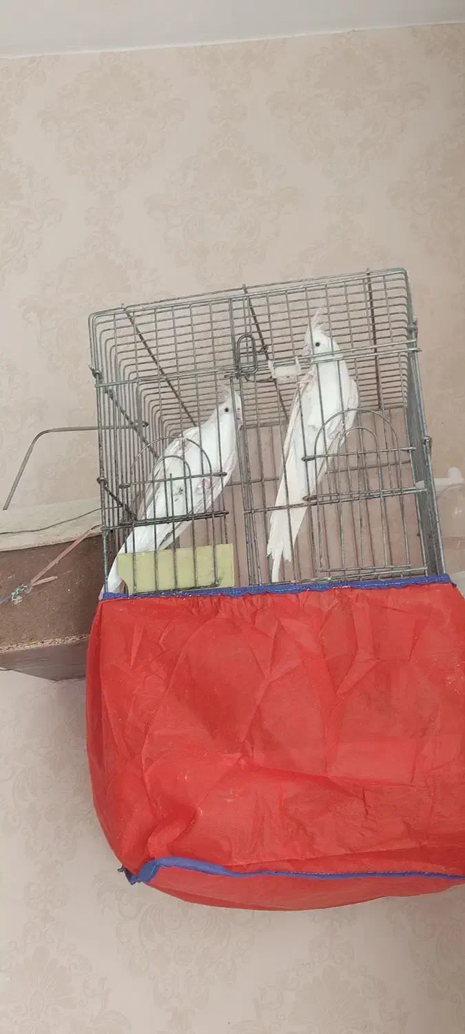 عروس هلندی البینو مولد|پرنده|فسا, |دیوار