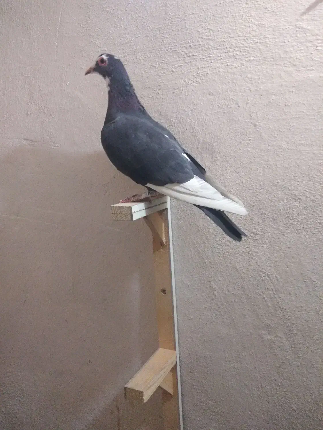 پلنگ|پرنده|کرمان, |دیوار