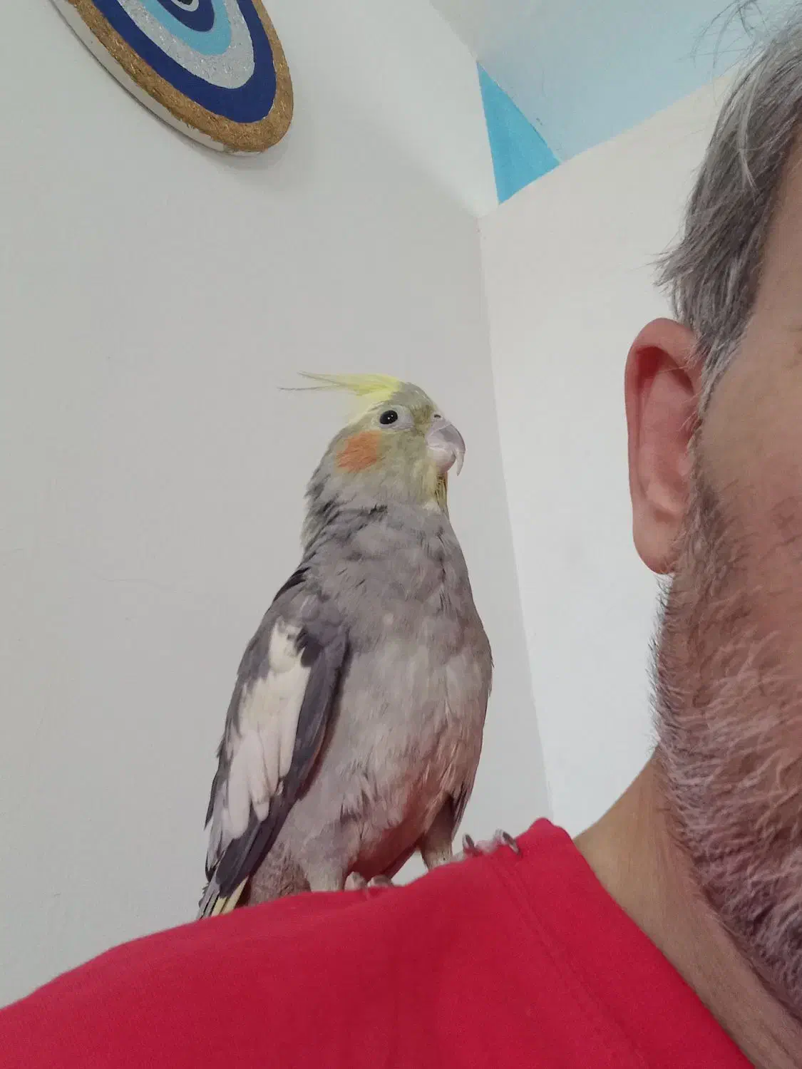 یک جفت عروس هلندی|پرنده|قم, هفت تیر|دیوار