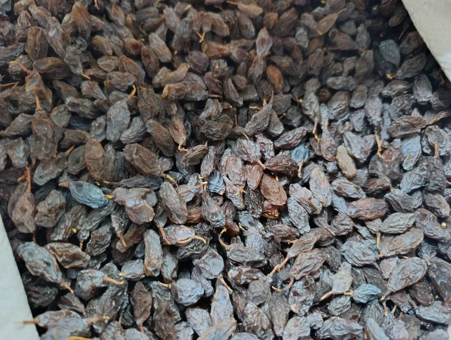 مویز|خوردنی و آشامیدنی|شیراز, دشت چنار|دیوار