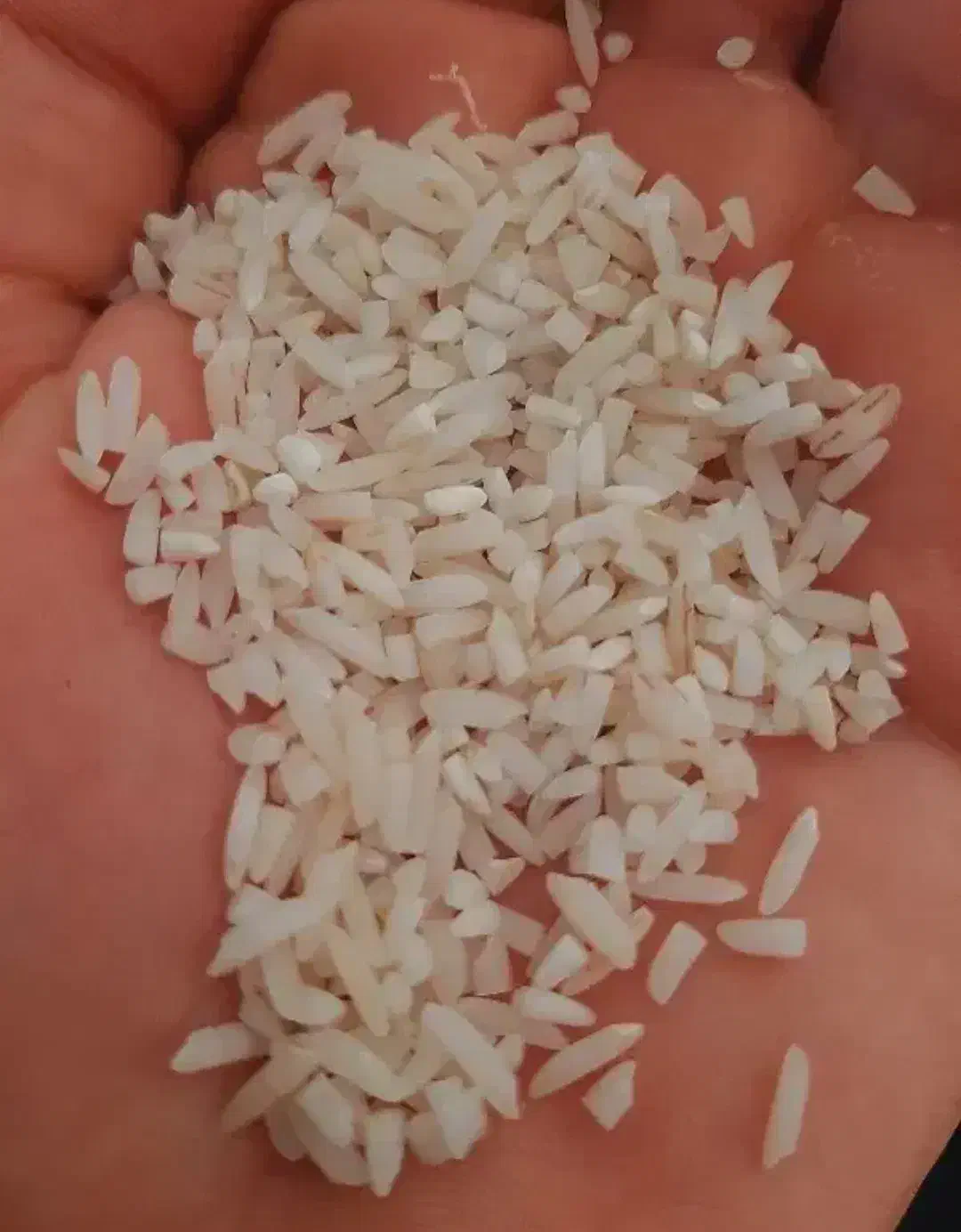 برنج سرلاشه هاشمی|خوردنی و آشامیدنی|هشتگرد, مدرس|دیوار