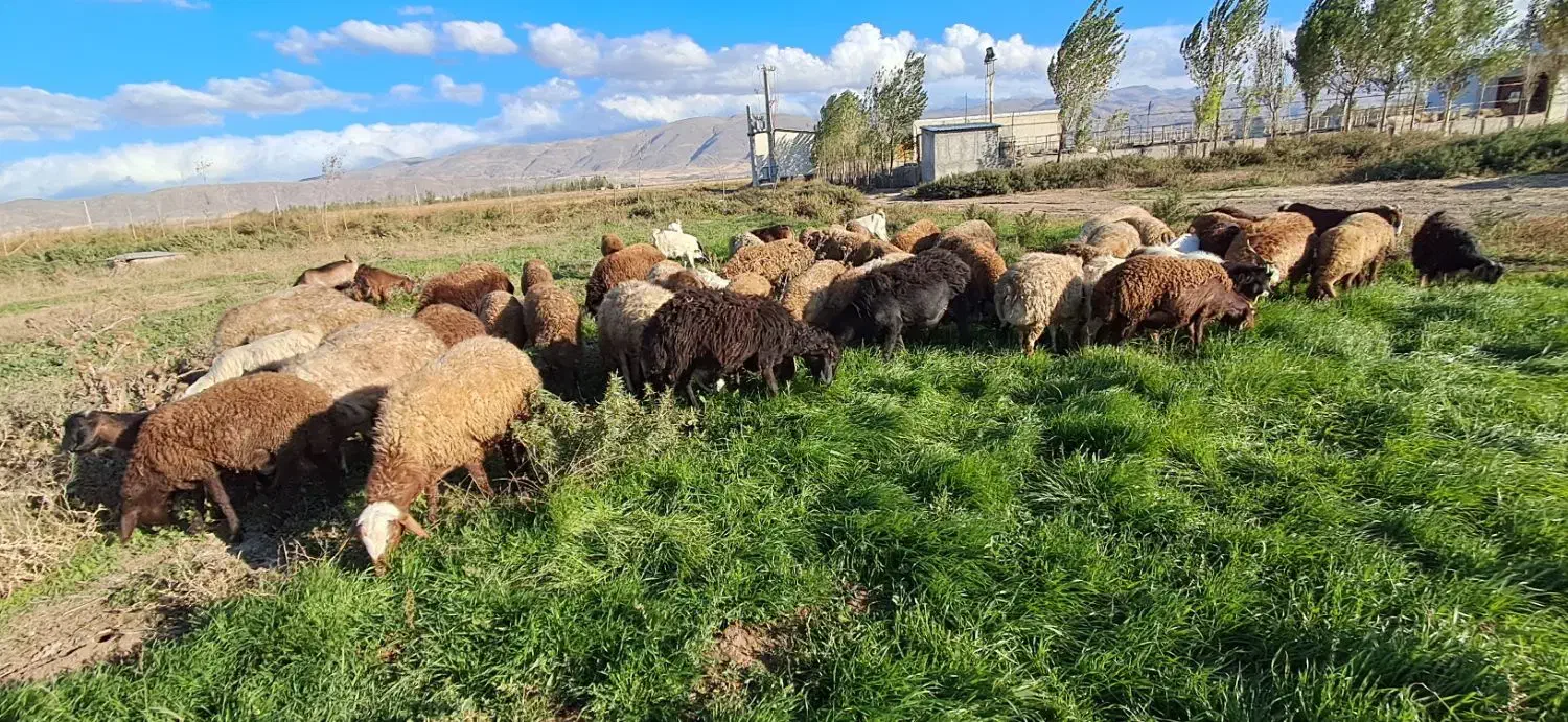 گوسفند بره دار جوان|حیوانات مزرعه|هیر, |دیوار