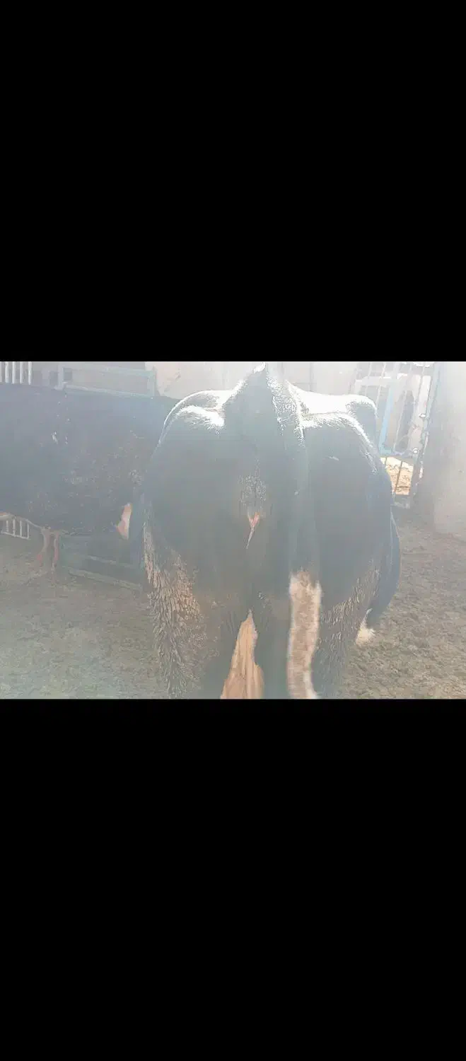 گاو شیری 3شکم زاییده  8ماه آبستن|حیوانات مزرعه|ساوه, |دیوار