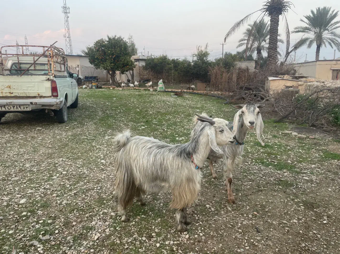 دوراس بز آبستن|حیوانات مزرعه|کازرون, |دیوار